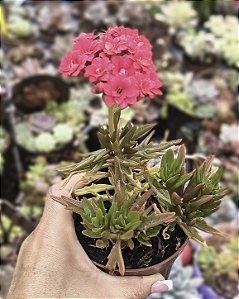 KALANCHOE SPIDER POTE 9