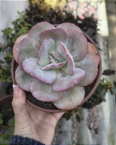 E. GILA POTE 11
