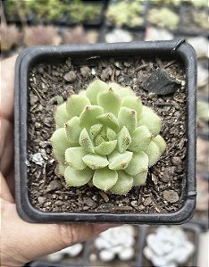 E. DORETTE POTE 7
