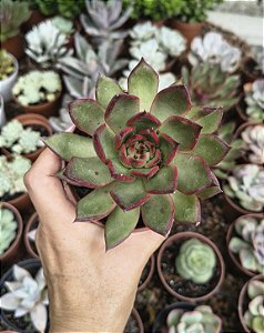 AGAVOIDE EBONY RED POTE 9