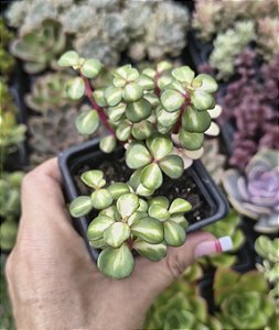 PORTULACARIA AFRA TRICOLOR POTE 7