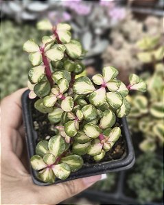 PORTULACARIA AFRA TRICOLOR POTE 7