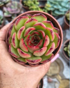 P. PULI LINDSAYANA POTE 9