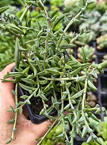 COLAR DE GOLFINHO POTE 7