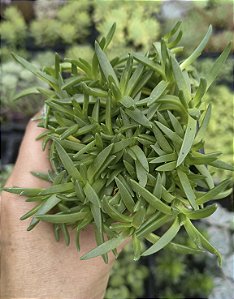 DELOSPERMA CONGESTUM POTE 7