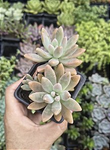 SEDUM CREPÚSCULO POTE 7