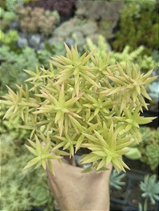 SEDUM LINEARE POTE 7