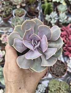 E. VALQUIRIE TRUMPET POTE 9