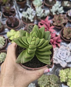 CRASSULA BENJAMIN POTE 9