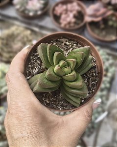 CRASSULA BENJAMIN POTE 9