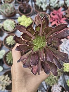 AEONUIM CHERRY DREAMS POTE 9