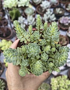 RHODIOLA PACHYCLADOS POTE 9