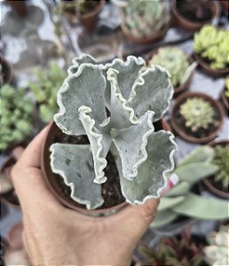 COTYLEDON ORBICULATA POTE 9