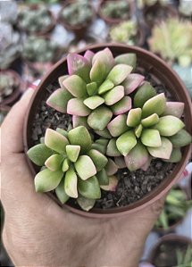 ANACAMPSEROS RUFENSCES VARIEGATA POTE 9