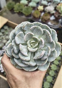 E. CUBIC PAGODA POTE 9