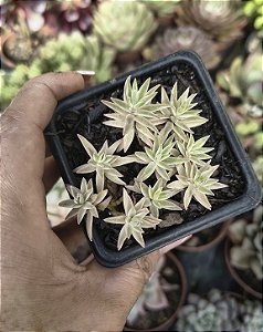 SEDUM LINEARE VARIEGATA POTE 7