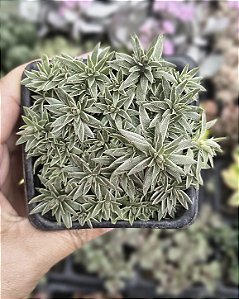 SEDUM LINEARE VARIEGATA POTE 7