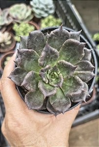 E. SUPER BOWL POTE 9