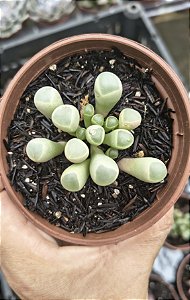 FENESTRARIA AURANTHIACA( DEDO DE ET) POTE 9