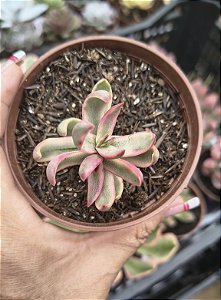 CRASSULA CANDY CANE POTE 9
