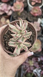 CRASSULA CANDY CANE POTE 9
