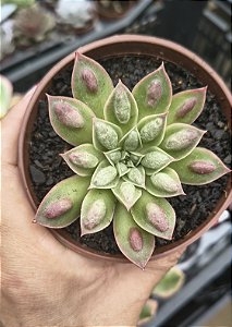 LONGISSIMA COM CARANCULAS POTE 9