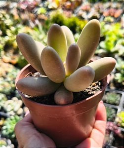 PATCHYPHYTUM FITKAUII POTE 9
