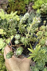 PORTULACA WERDERMANII ( ONZE HORAS URSINHO) POTE 7