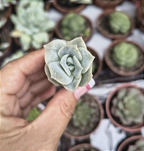 GRAP. LOVELY ROSE PLUG