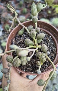 COLAR DE MELANCIA POTE 9