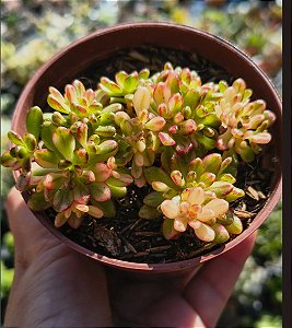 SEDIFOLIUM VARIEGATA POTE 9