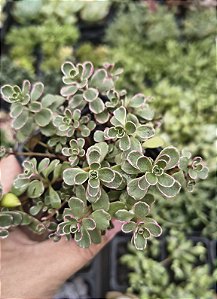 SEDUM MAKINOI TRICOLOR POTE 7