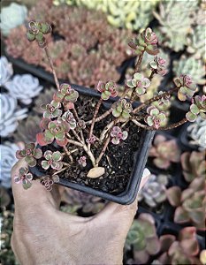 SEDUM MAKINOI TRICOLOR POTE 7