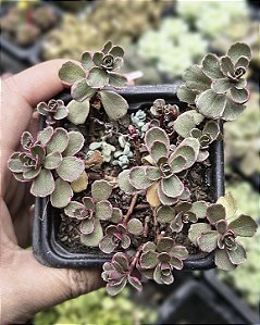 SEDUM MAKINOI TRICOLOR POTE 7
