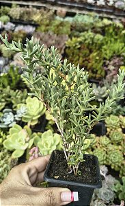 SMICROSTIGMA VIRIDE POTE 9