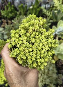 SEDUM ORO POTE 7
