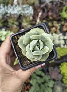 GRAP. LOVELY ROSE POTE 7