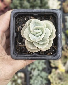 GRAP. LOVELY ROSE POTE 7