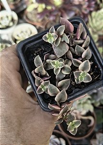 CRASSULA PELLUCIDA VARIEGATA POTE 7