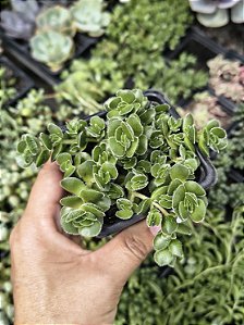 CRASSULA DAVID POTE 7