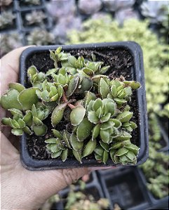 CRASSULA DAVID POTE 7