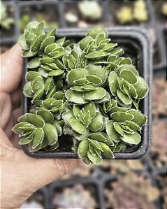 CRASSULA DAVID POTE 7