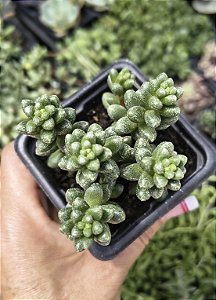 SEDUM FURFURACEUM POTE 7