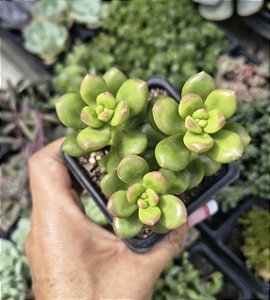 SEDUM OBESUM POTE 7