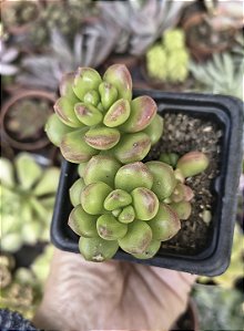SEDUM OBESUM POTE 7