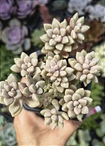 SEDUM MIRINAE POTE 7
