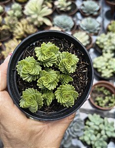 CRASSULA SPIRALIS ESTAGNOL POTE 9