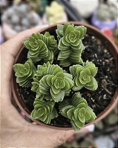CRASSULA SPIRALIS ESTAGNOL POTE 9