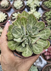 SENECIO OBOVATUS POTE 9