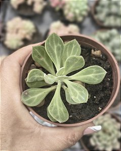 SENECIO OBOVATUS POTE 9